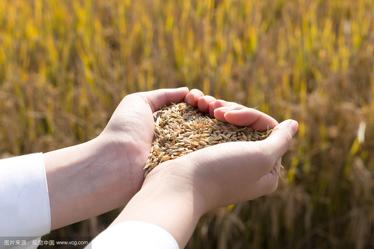 粗粮生产中小米成套设备如何提高产量增加效率